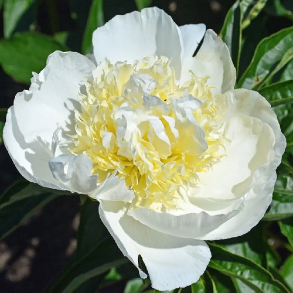 Пион Aphrodite Kiss