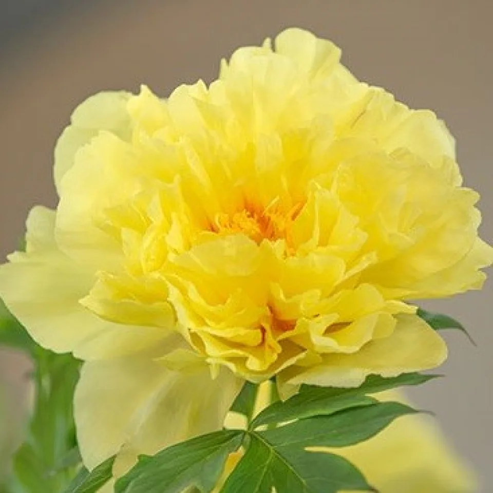 Півонія Bartzella
