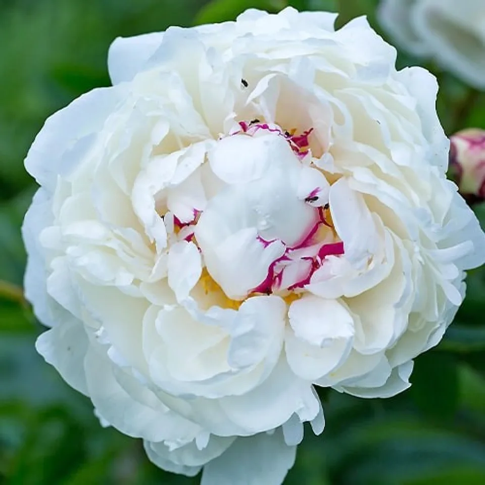Півонія Couronne d'Or