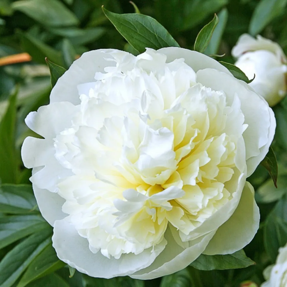 Півонія Duchesse de Nemours