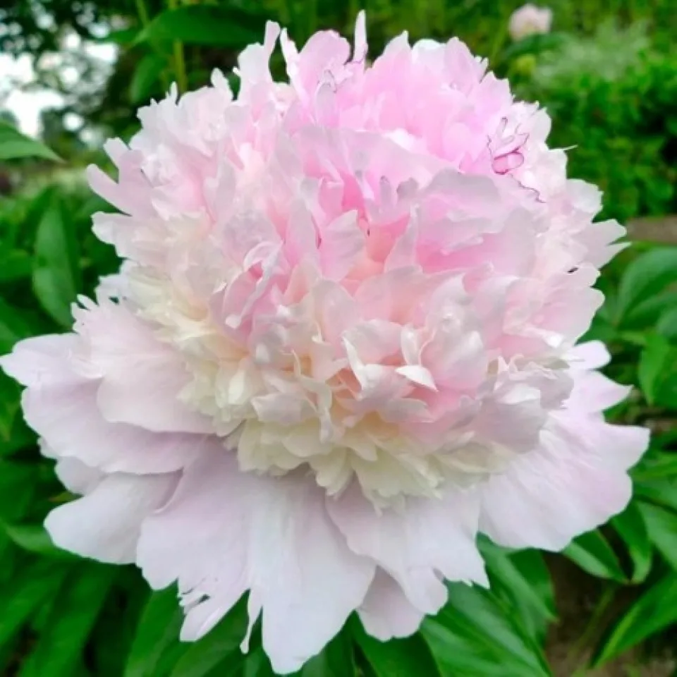 Пион Petticoat Flounce