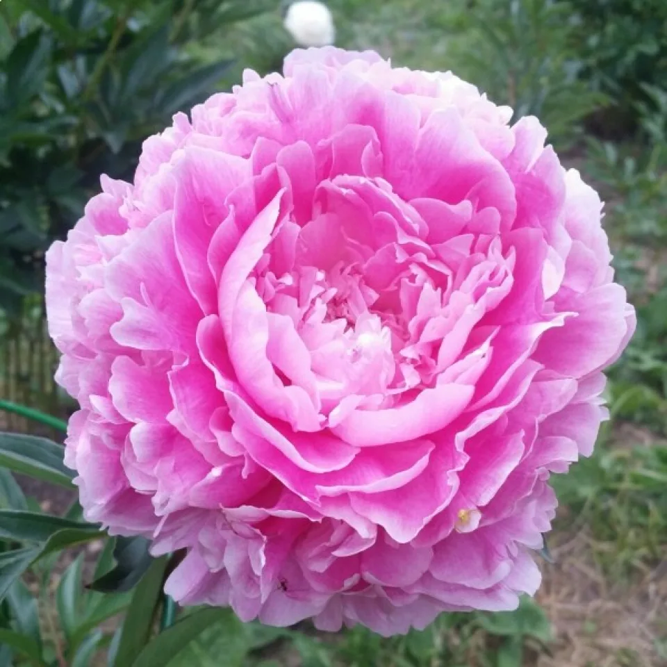 Півонія Princess Margareth