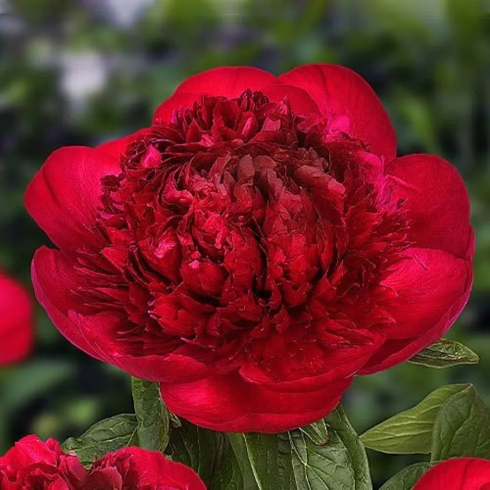 Півонія Red Charm