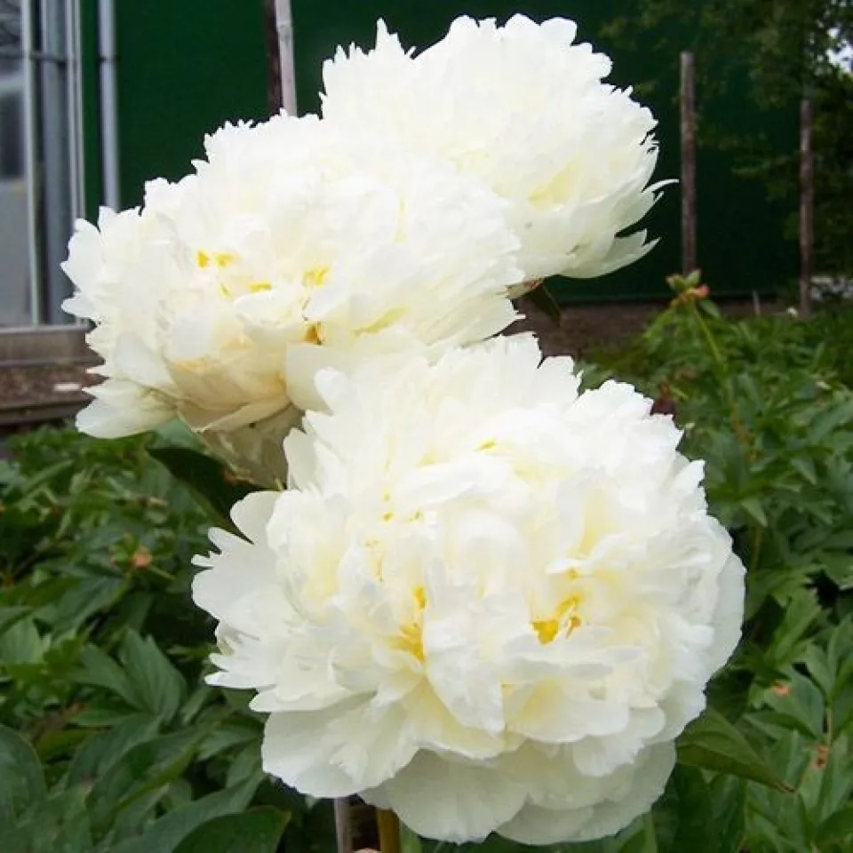 Пион Snow Mountain